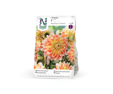 Vårløk dekorative georginer Peaches n' Cream