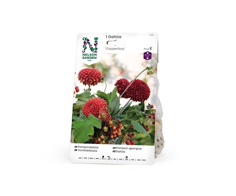 Vårøk pompon-georgine Copperboy