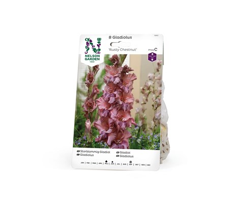Vårløk gladiol Rusty Chestnut
