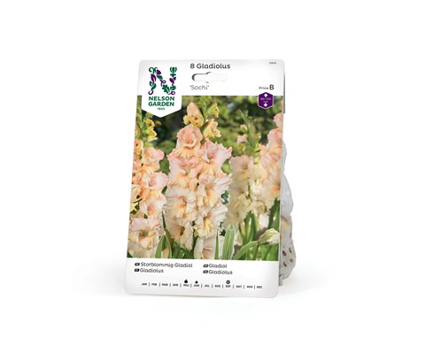 Vårløk gladiol Sochi