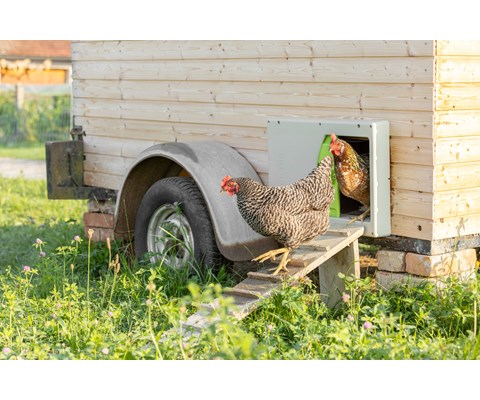 SmartCoop hønedør