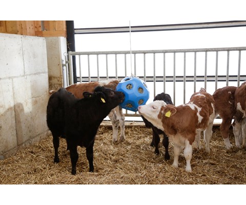 Leke og fôringsball blå