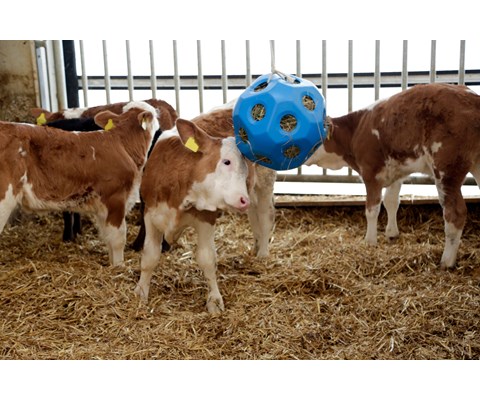 Leke og fôringsball blå