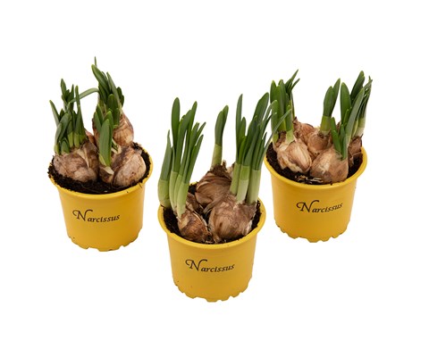 Påskelilje 'Narcissus Cyclamineus' 3 stk