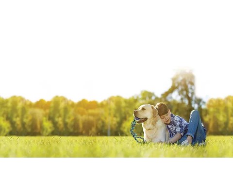 Hundeleke tau med ball