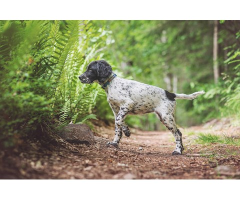 Halsbånd Tumble blå XS