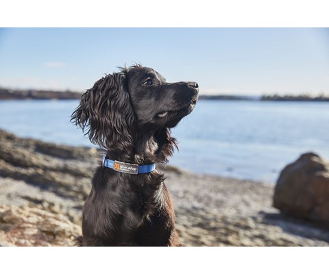 Halsbånd Tumble blå XS