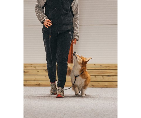 Retriverkobbel 160 cm svart