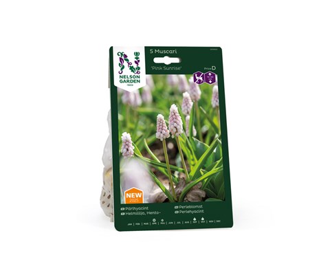 Høstløk perleblomst Pink Sunrise