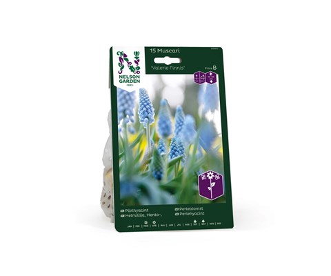 Høstløk perleblomst Valerie Finnis