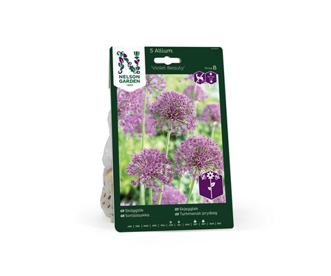 Høstløk skjeggløk Violet Beauty