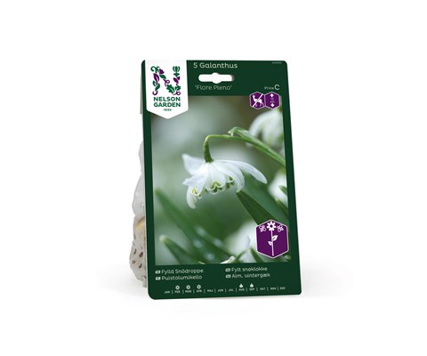 Høstløk snøklokke Flore Pleno