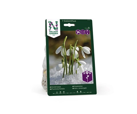 Høstløk snøklokke