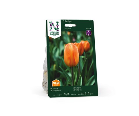 Høstløk tulipan oransje