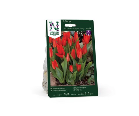 Høstløk tulipan Zwanenburg Variety