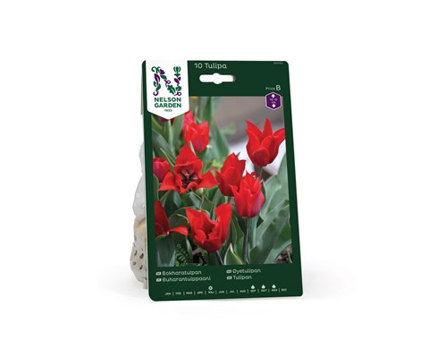 Høstløk øyetulipan