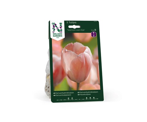 Høstløk tulipan Salmon van Eijk