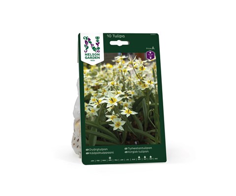 Høstløk turkestantulipan