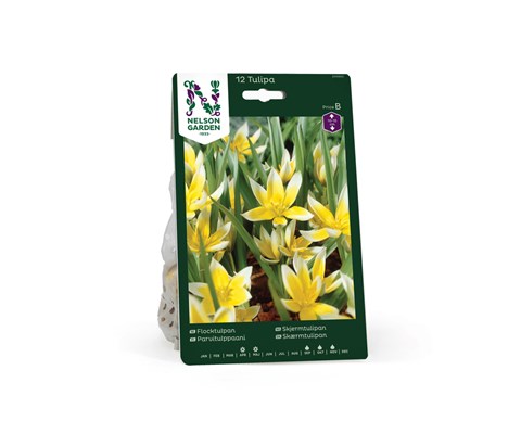 Høstløk skjermtulipan