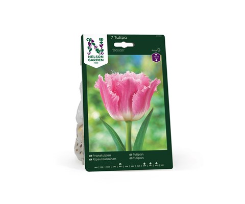 Høstløk frynsetulipan Dallas