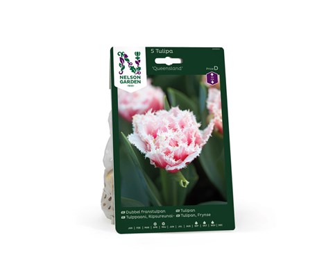 Høstløk frynsetulipan Queensland