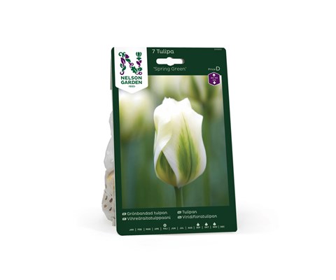 Høstløk tulipan Spring Green