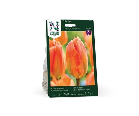 Høstløk ildtulipan Orange Emperor