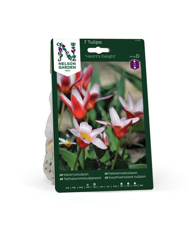 Høstløk tulipan Hearts Delight