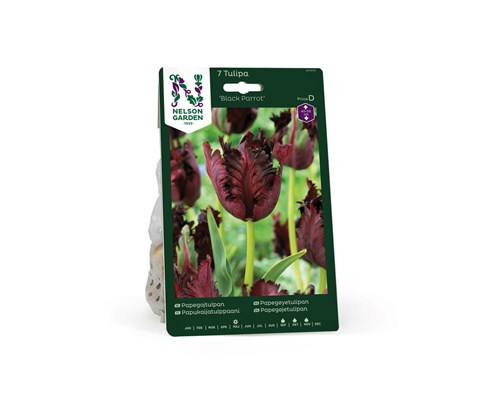 Høstløk tulipan Black Parrot