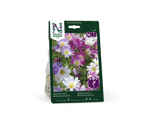 Høstløk balkansymre