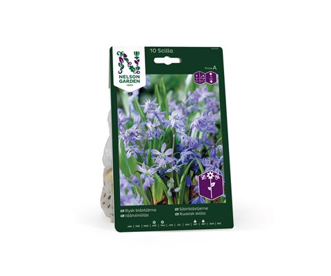 Høstløk sibirblåstjerne