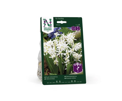 Høstløk sibirblåstjerne Alba