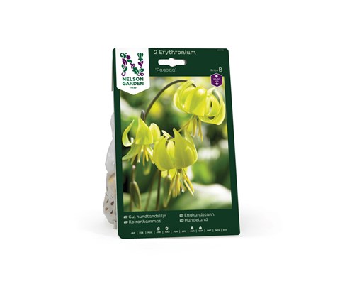 Høstløk enghundetann Pagoda