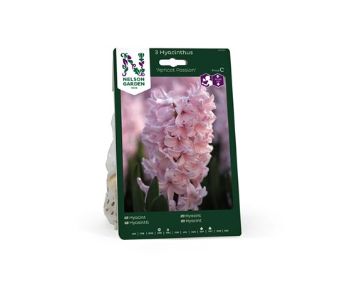 Høstløk hyasint Apricot Passion