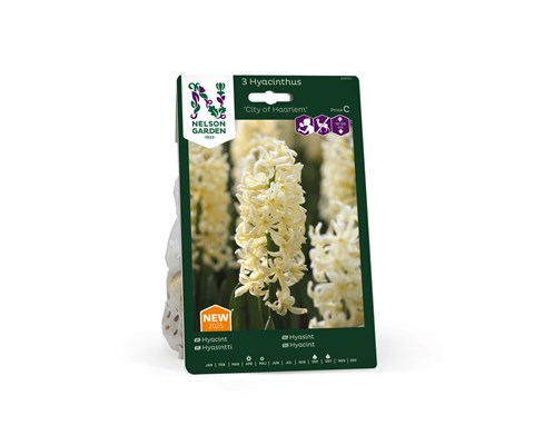 Høstløk hyasint City of Haarlem