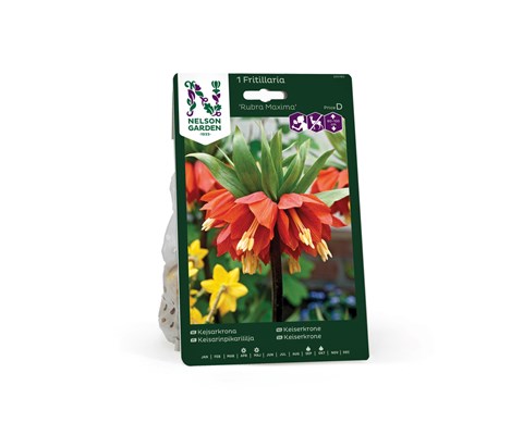 Høstløk keiserkrone Rubra Maxima