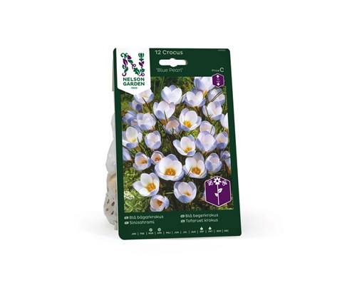 Høstløk blå begerkrokus Blue Pearl
