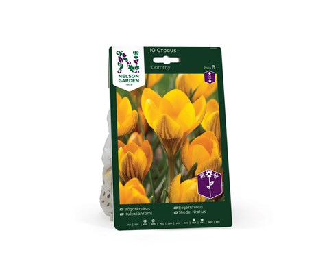 Høstløk begerkrokus Dorothy