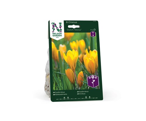 Høstløk gullkrokus Dutch Yellow