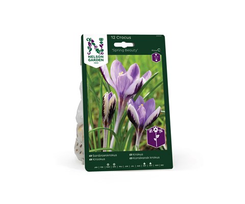 Høstløk krokus Spring Beauty