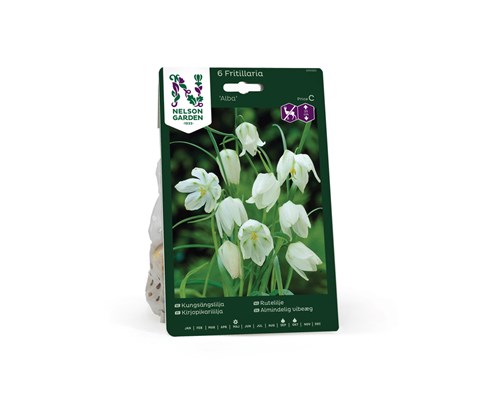 Høstløk rutelilje Alba