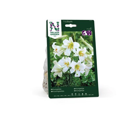 Høstløk kongelilje