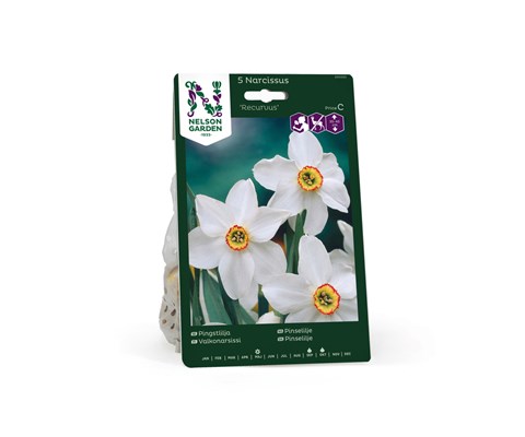 Høstløk pinselilje Recurvus