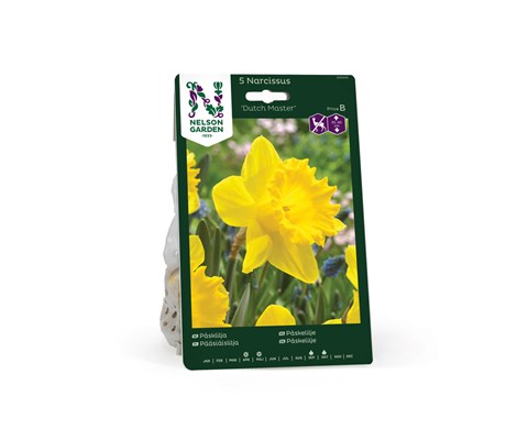 Høstløk påskelilje Dutch Master