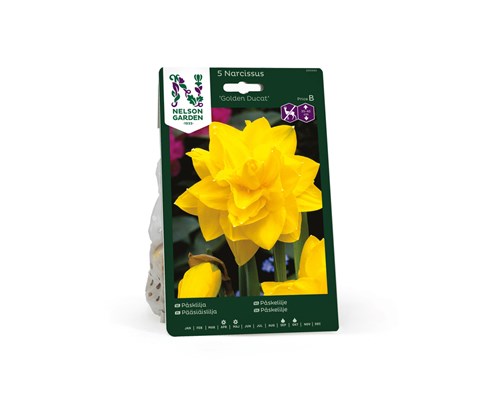 Høstløk påskelilje Golden Ducat