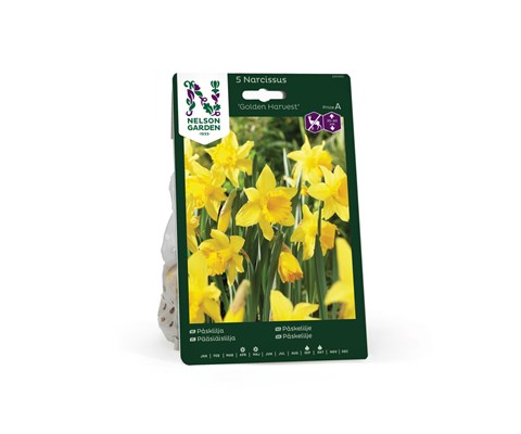 Høstløk påskelilje Golden Harvest