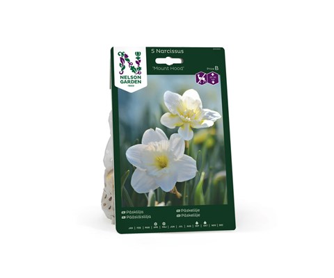 Høstløk påskelilje Mount Hood