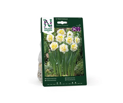 Høstløk edelnarsiss Atholl Palace