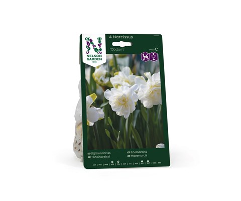 Høstløk edelnarsiss Obdam