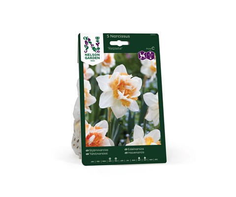 Høstløk edelnarsiss Replete